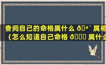 查阅自己的命格属什么 🪴 属相（怎么知道自己命格 🐅 属什么）